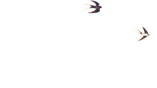 白色燕子元素GIF动态图